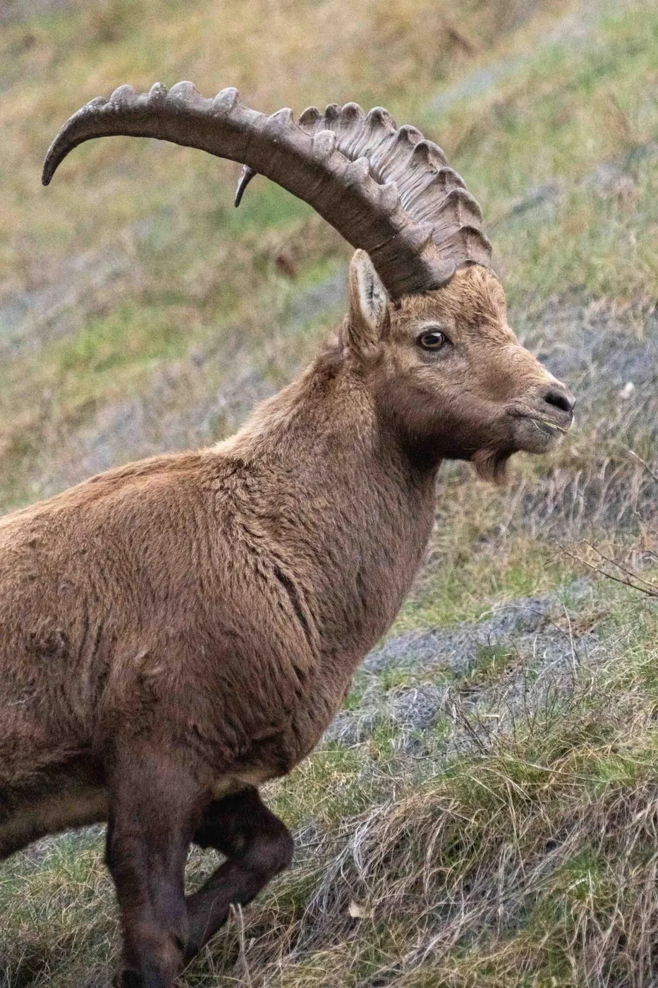 Ibex in the wild, emblem of the region